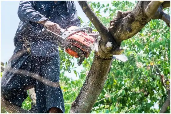 tree services Raven